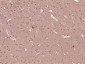 PRPSAP2 Polyclonal Antibody